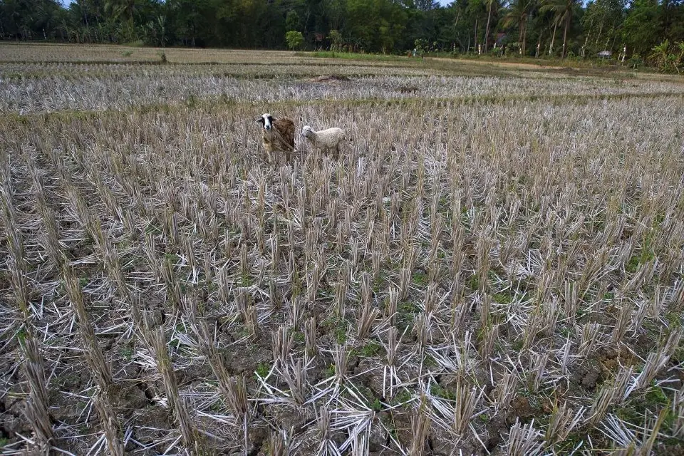 ภัยแล้งกระทบทั้งพืชผลการเกษตรและปศุสัตว์ 
