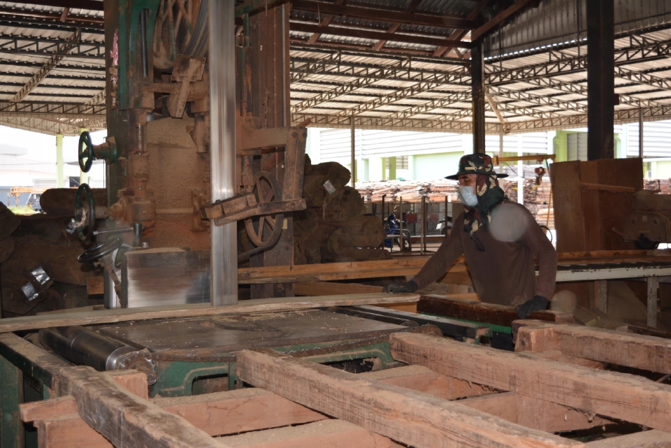 องค์การอุตสาหกรรมป่าไม้ ดันขยายพื้นที่ปลูกไม้โตเร็ว เพิ่มยอดส่งออก