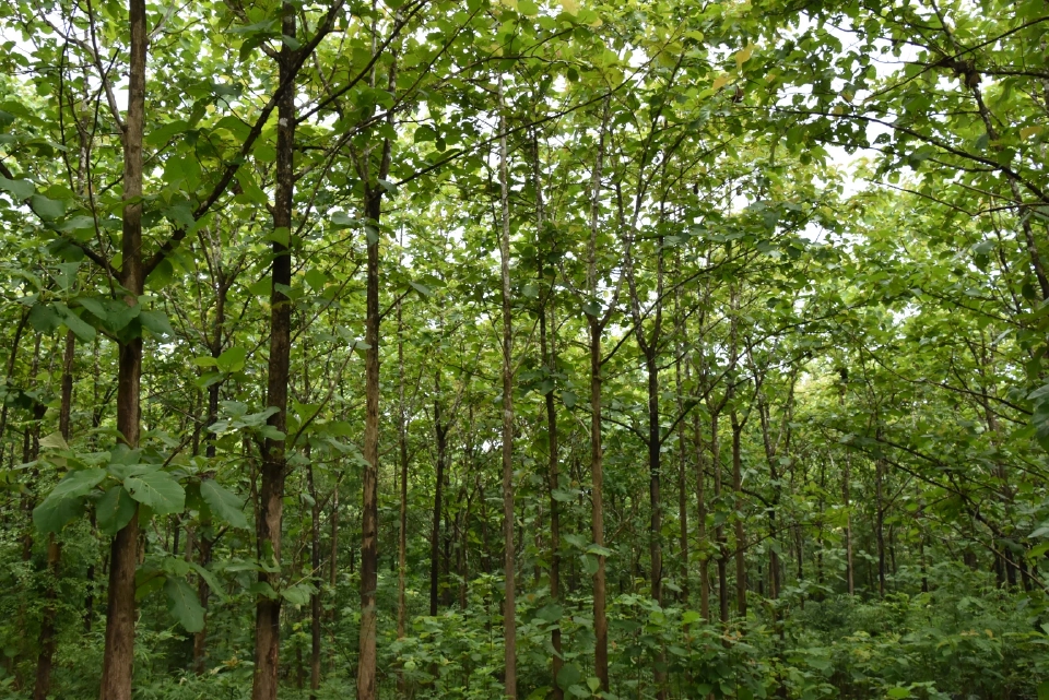 องค์การอุตสาหกรรมป่าไม้ ดันขยายพื้นที่ปลูกไม้โตเร็ว เพิ่มยอดส่งออก