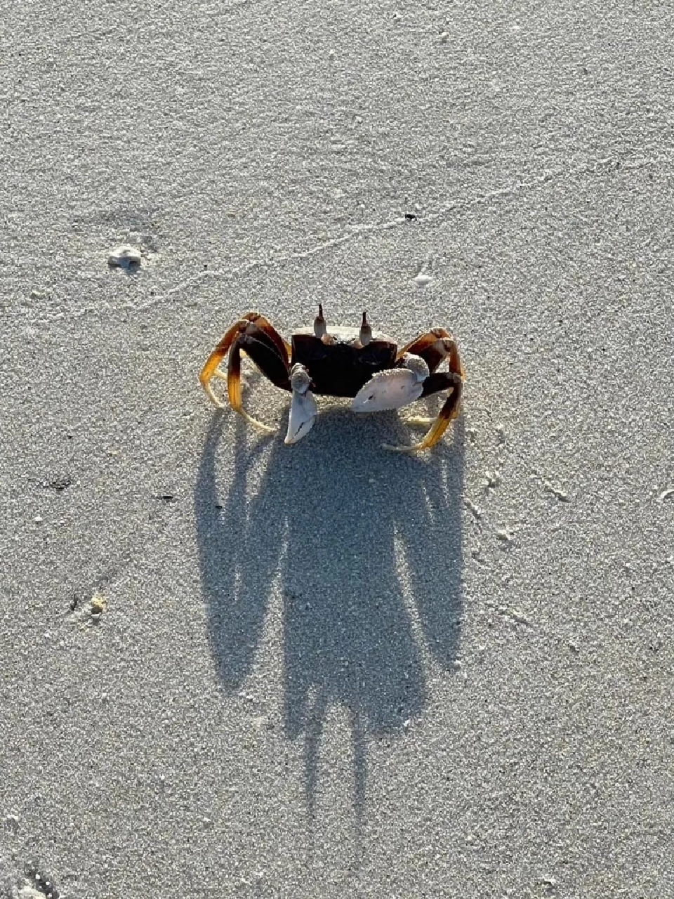 น้องปูรอต้อนรับนักท่องเที่ยวอยู่นะคะ (ขอบคุณภาพจากเพจอุทยานแห่งชาติอ่าวพังงา – Ao Phang Nga National Park)