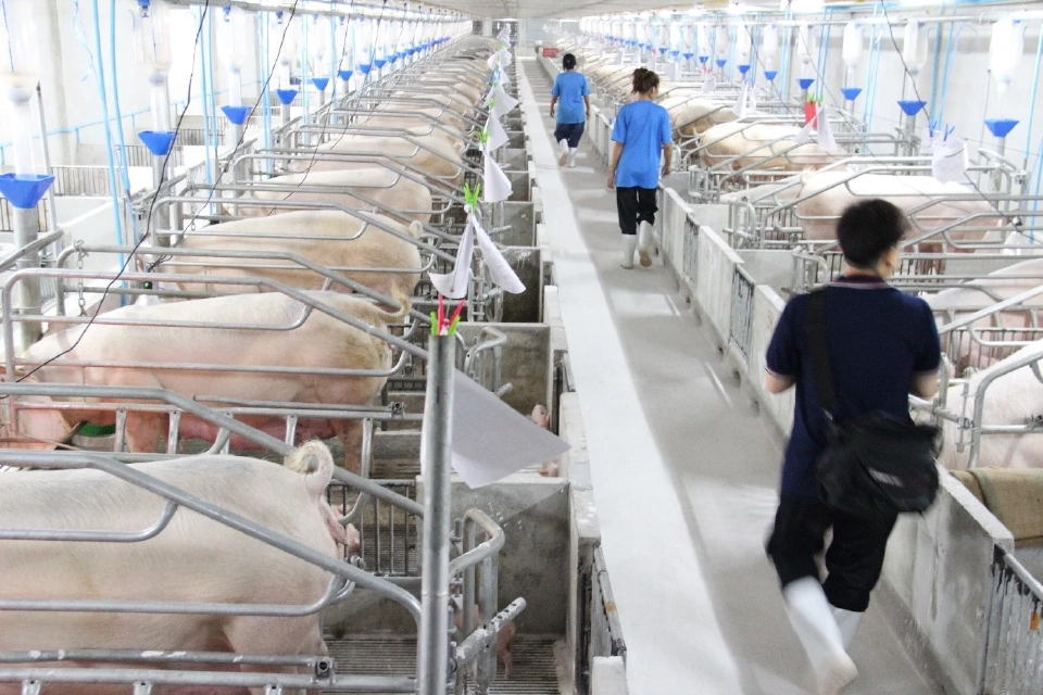 เรียนรู้โมเดลธุรกิจ ‘AMCOVET’ ก้าวสู่ผู้นำ ‘ธุรกิจสุกรครบวงจร’ ด้วยแนวคิด ‘Integrated Solutions’