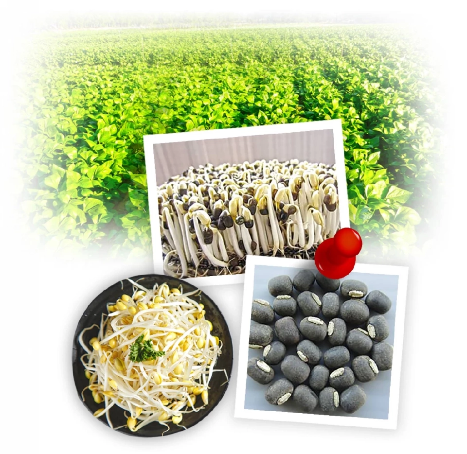 ดัน “ถั่วเขียวผิวดำพันธุ์ชัยนาท 4” นวัตกรรมเพาะ “ถั่วงอก” คอนโด