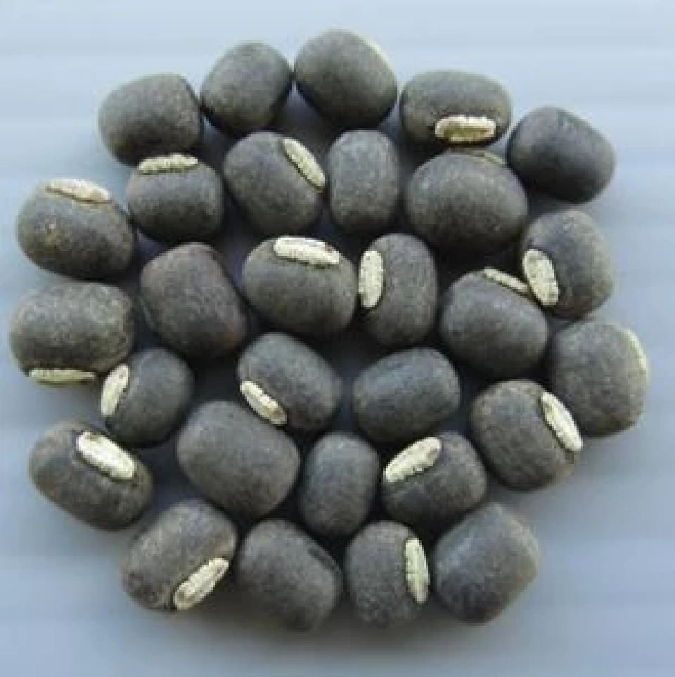 ดัน “ถั่วเขียวผิวดำพันธุ์ชัยนาท 4” นวัตกรรมเพาะ “ถั่วงอก” คอนโด