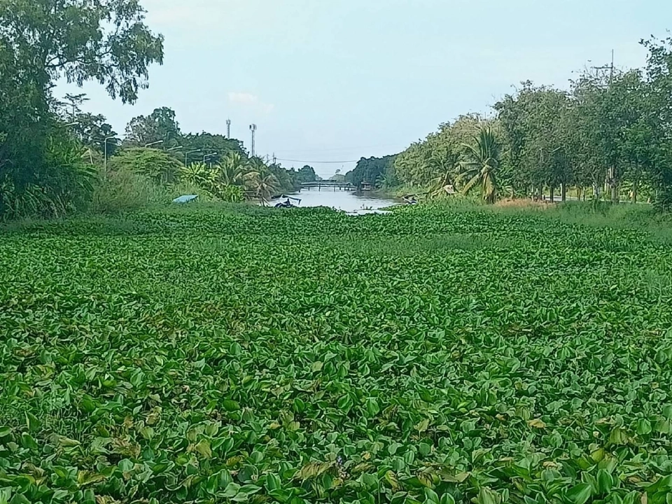 ชป. ลุยเก็บผักตบชวา ลดการแพร่ขยายพันธุ์