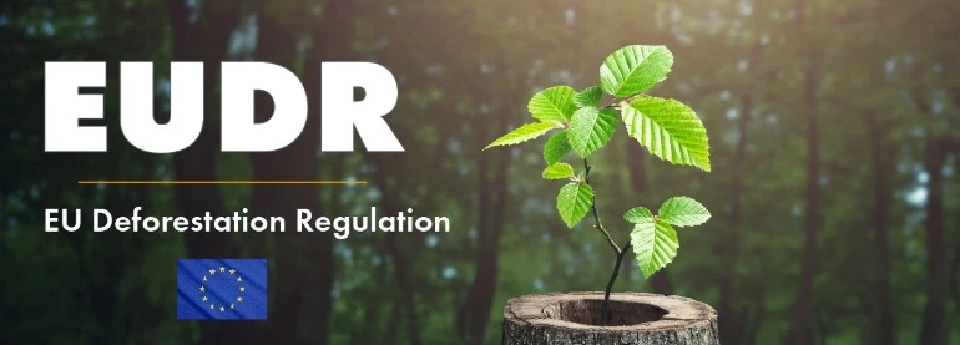 กฎใหม่ EU ห้ามนำเข้าสินค้าจากการทำลายป่า สะเทือนยางไทย กัมพูชา มาเลเซีย