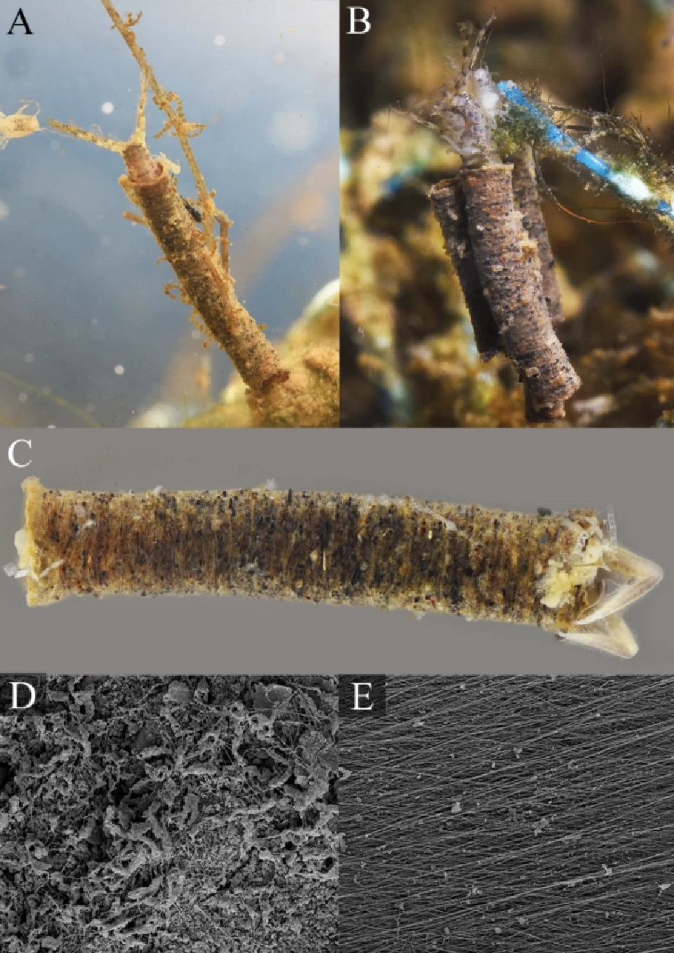 ชมโฉม "กุ้งเต้นปั่นท่อ" ชนิดใหม่ของโลก ค้นพบในไทย