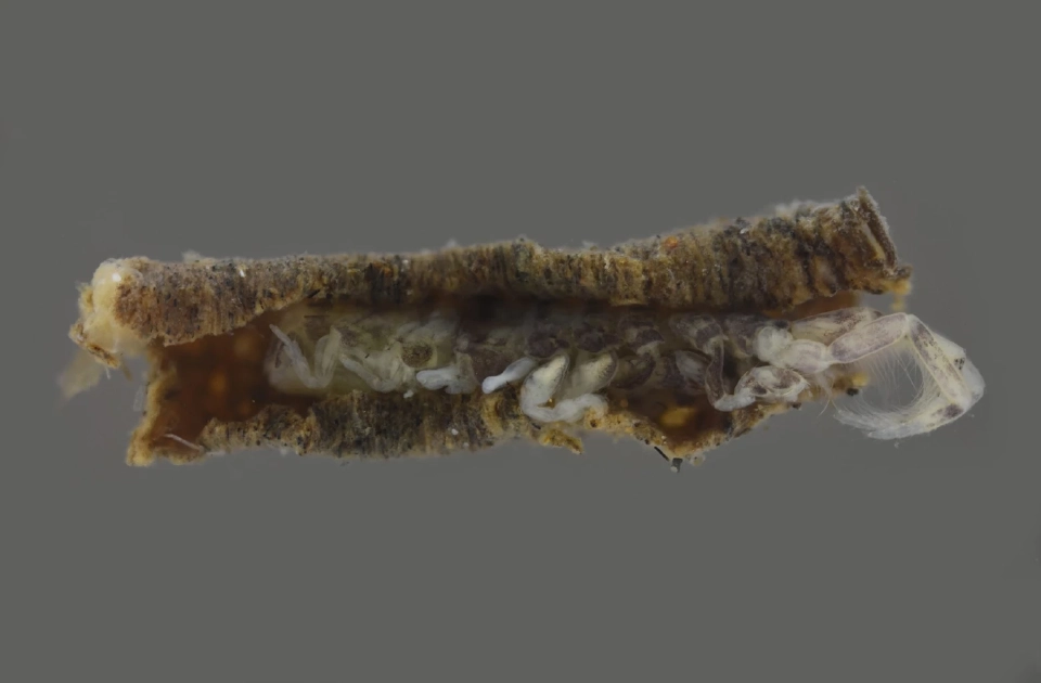 ชมโฉม "กุ้งเต้นปั่นท่อ" ชนิดใหม่ของโลก ค้นพบในไทย