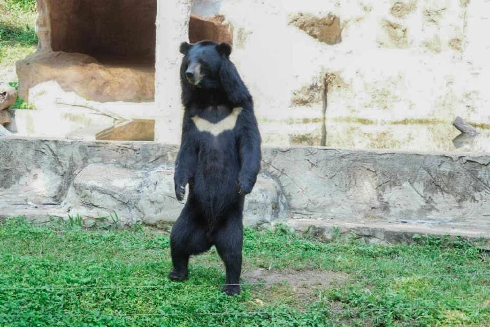 "น้องหน้าขาว" หมีควายตัวตึงหนึ่งเดียวในเชียงใหม่ไนท์ซาฟารี