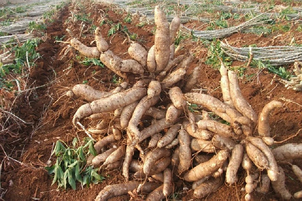 “ถูกกดราคา” ไร่มันเดือดหยุดขุด 15 วัน “สวัสดิ์ไพบูลย์ฯ” ผงาดแชมป์ส่งออก