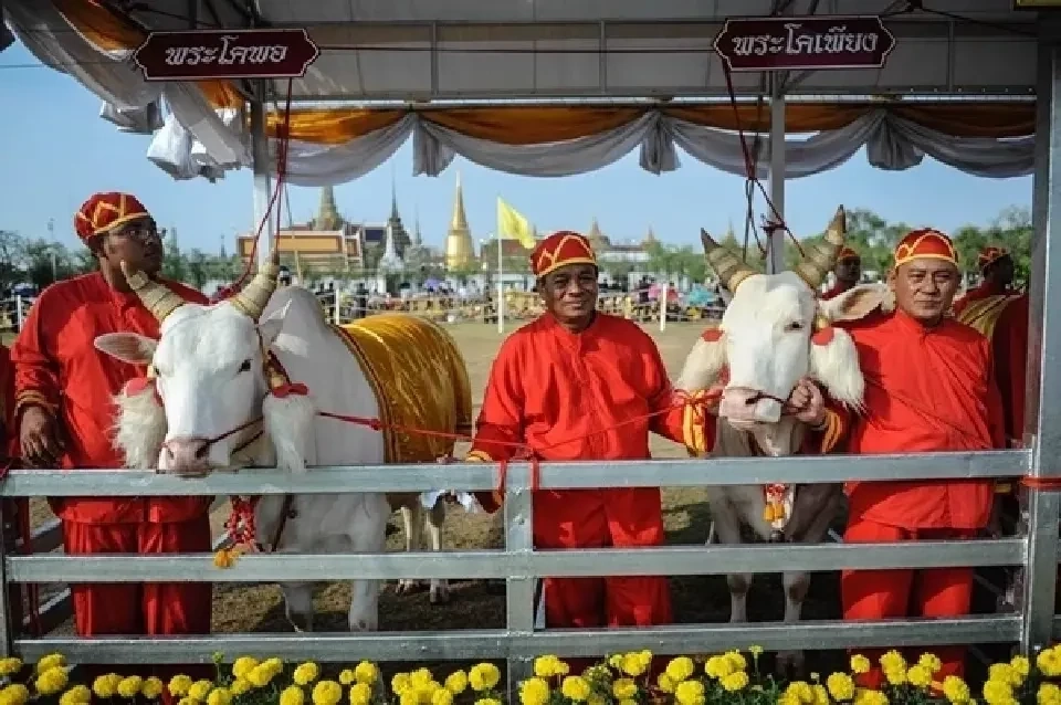 ทำความรู้จัก  พระโคแรกนาขวัญ พระราชพิธีจรดพระนังคัลแรกนาขวัญ 2567