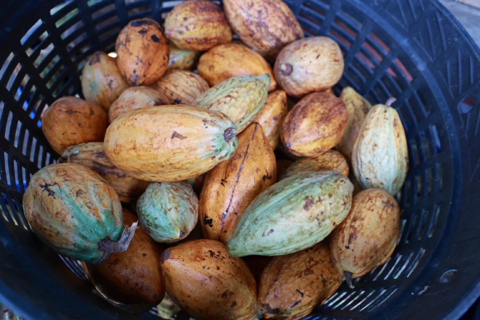 "ดีพร้อม" เร่งดันไทยขึ้นแท่น "โกโก้ฮับ" ปั้นสระแก้วสู่โกโก้ฮับภาคตะวันออก 