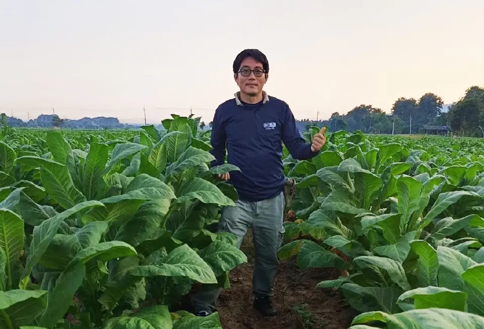 ทายาทเกษตรกรยาสูบ วอนรัฐยกระดับการผลิต ก่อนสูญพันธุ์