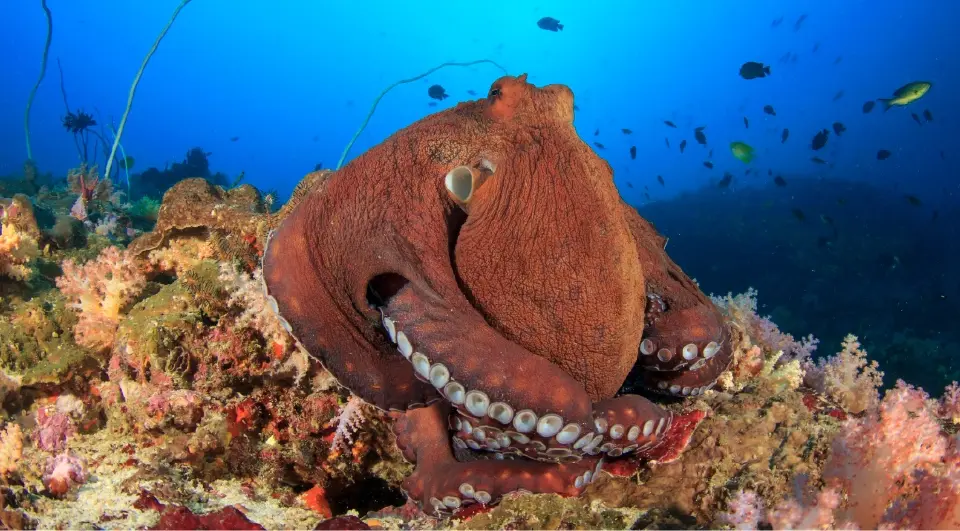 โลกร้อนขึ้น ปลาหมึกยักษ์เสี่ยงตาบอด สูญเสียการมองเห็น เร่งวิกฤตสูญพันธุ์