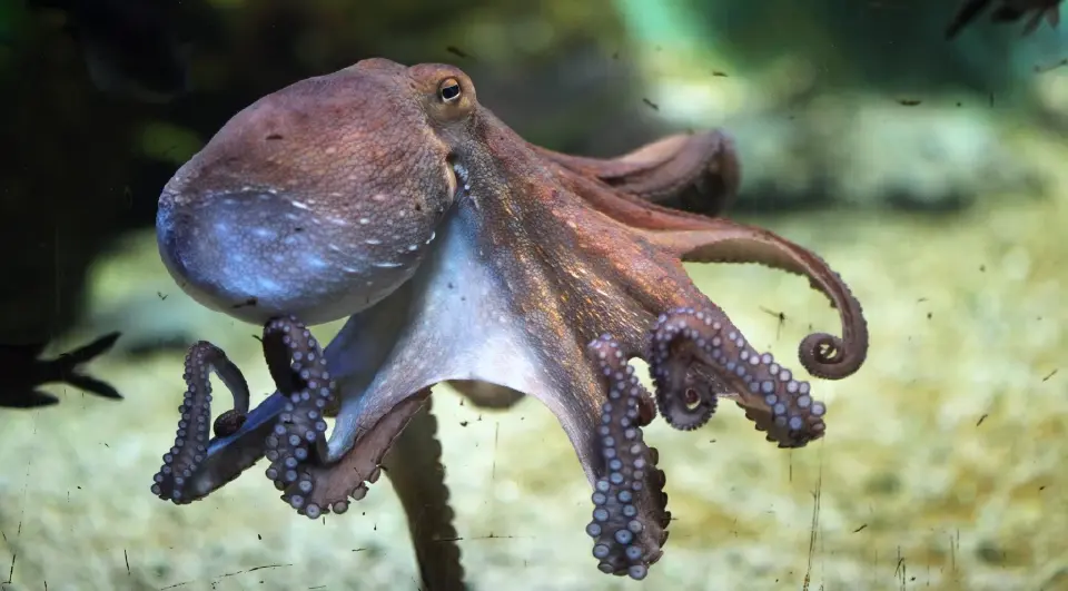 โลกร้อนขึ้น ปลาหมึกยักษ์เสี่ยงตาบอด สูญเสียการมองเห็น เร่งวิกฤตสูญพันธุ์