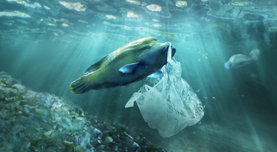 นักวิจัยชี้ ขยะพลาสติกท่วมท้องทะเล คาด มีมากกว่าที่ตาเห็นบนผิวน้ำ 100 เท่า