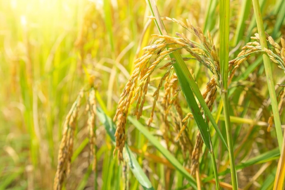 ไทยขายข้าวไปอินโดนีเซีย ล็อตแรก 55,000 ตันสำเร็จ