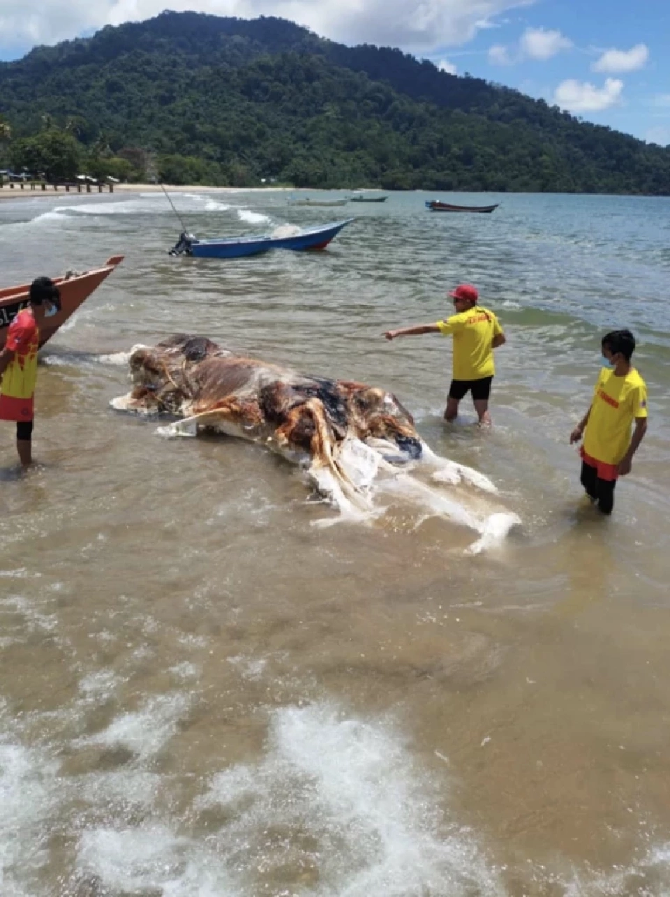 พบสัตว์ทะเลประหลาดขนาดใหญ่เกยตื้น คาดเป็น "กล็อบสเตอร์" ที่มาเลเซีย