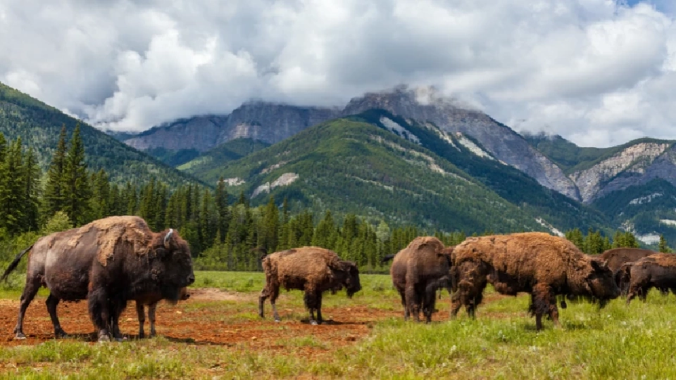 ควายไบซัน 170 ตัวสามารถกักเก็บคาร์บอนได้เทียบเท่ากับรถยนต์ 2 ล้านคัน