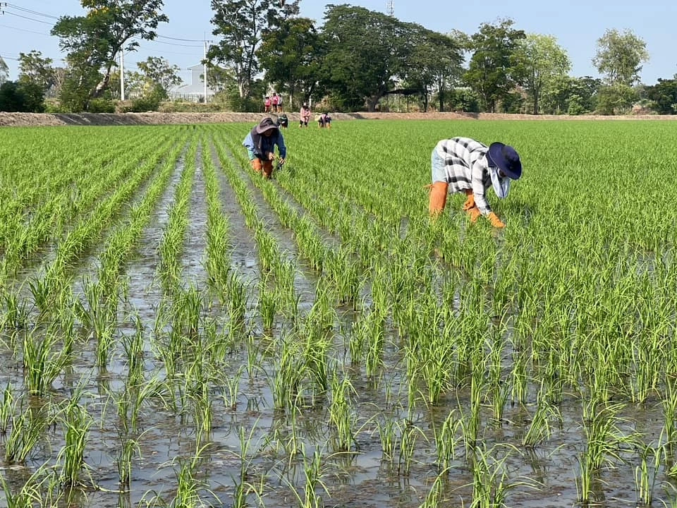 "ธรรมนัส" เตรียมบิ๊กเซอร์ไพรส์ ชงครม.เงินบำนาญชาวนาเดือนละ 3 พันหลังเกษียณ