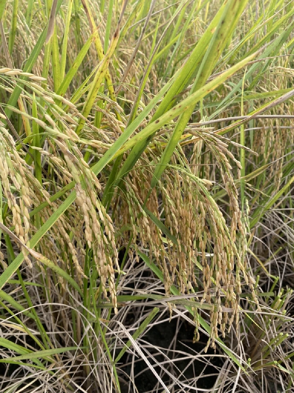 "ธรรมนัส" เตรียมบิ๊กเซอร์ไพรส์ ชงครม.เงินบำนาญชาวนาเดือนละ 3 พันหลังเกษียณ