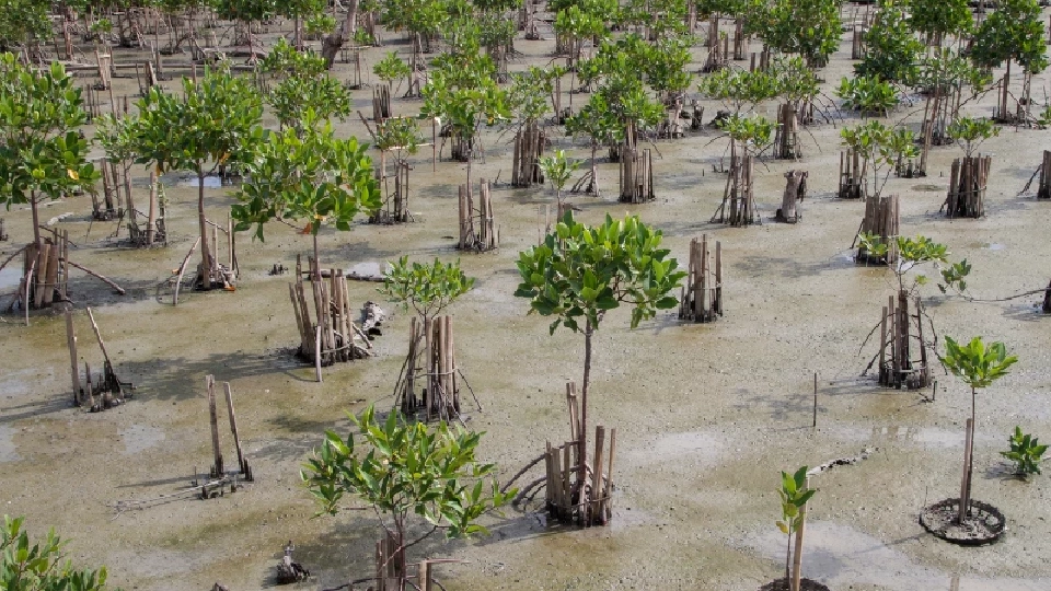 10 พ.ค. ‘วันป่าชายเลนแห่งชาติ’ ห่วงโซ่ล้ำค่าแห่งระบบนิเวศโลก