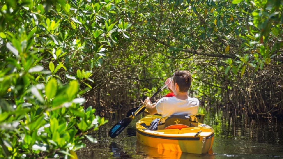 10 พ.ค. ‘วันป่าชายเลนแห่งชาติ’ ห่วงโซ่ล้ำค่าแห่งระบบนิเวศโลก