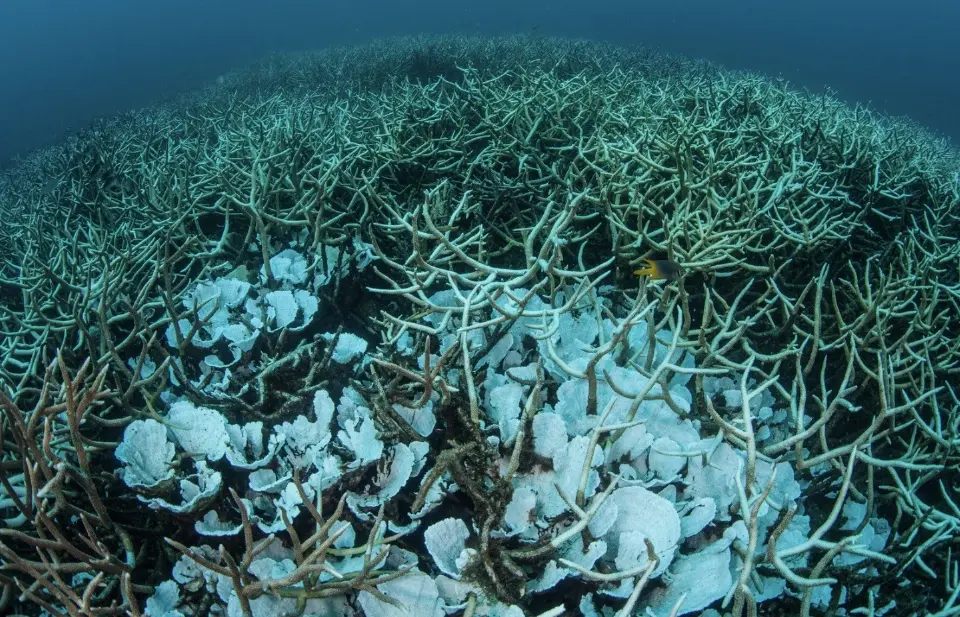 อ่าวไทยเดือด ทะเลร้อนสูงเป็นประวัติการณ์ ปะการัง-สัตว์น้ำอยู่ไม่ไหว