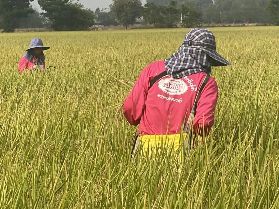 "ธรรมนัส" เตรียมบิ๊กเซอร์ไพรส์ ชงครม.เงินบำนาญชาวนาเดือนละ 3 พันหลังเกษียณ