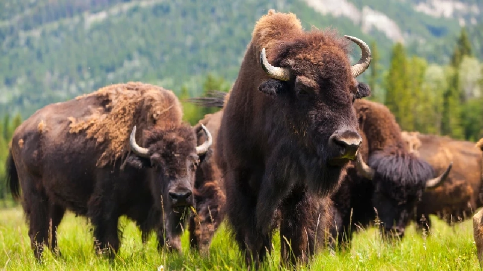 ควายไบซัน 170 ตัวสามารถกักเก็บคาร์บอนได้เทียบเท่ากับรถยนต์ 2 ล้านคัน