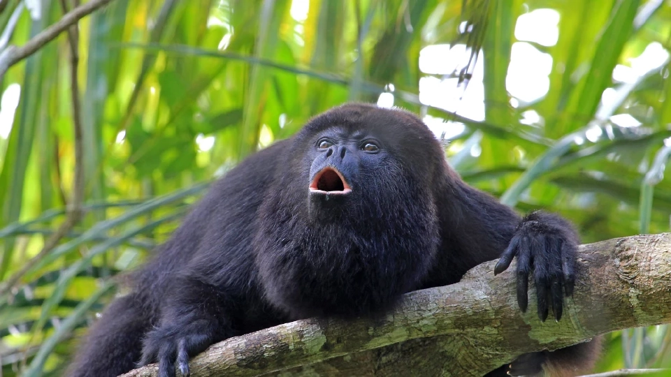 'ลิงฮาวเลอร์' ในเม็กซิโกเจออากาศร้อนเฉียด 50°C ตกจากต้นไม้ตายนับร้อยตัว