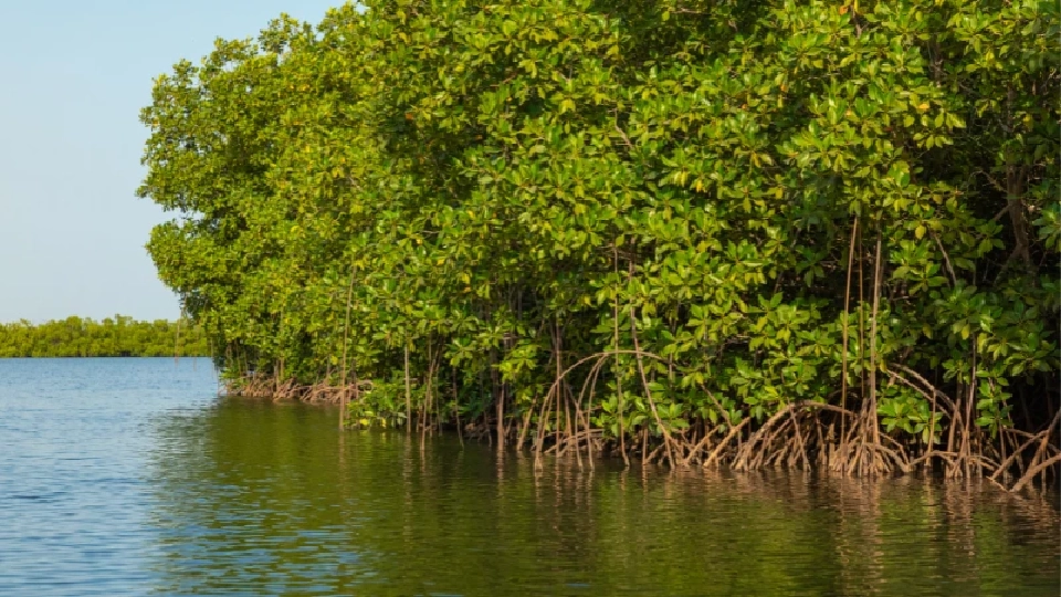 10 พ.ค. ‘วันป่าชายเลนแห่งชาติ’ ห่วงโซ่ล้ำค่าแห่งระบบนิเวศโลก