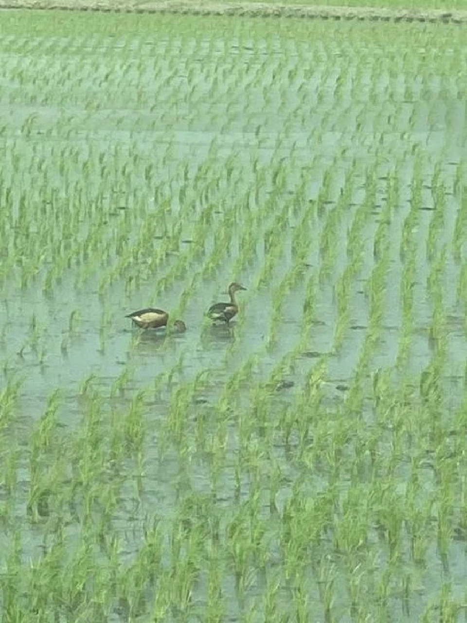 "ธรรมนัส" เตรียมบิ๊กเซอร์ไพรส์ ชงครม.เงินบำนาญชาวนาเดือนละ 3 พันหลังเกษียณ