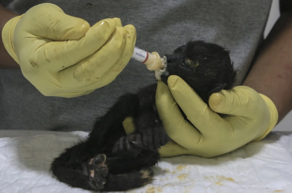 ภาพจาก AP Photo โดย Luis Sanchez 