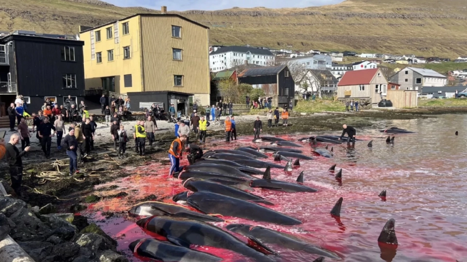 ภาพจาก Sea Sepherd