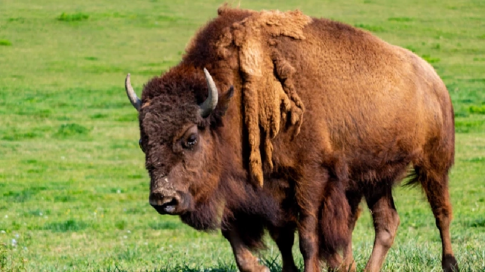 ควายไบซัน 170 ตัวสามารถกักเก็บคาร์บอนได้เทียบเท่ากับรถยนต์ 2 ล้านคัน