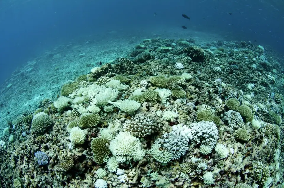 อ่าวไทยเดือด ทะเลร้อนสูงเป็นประวัติการณ์ ปะการัง-สัตว์น้ำอยู่ไม่ไหว