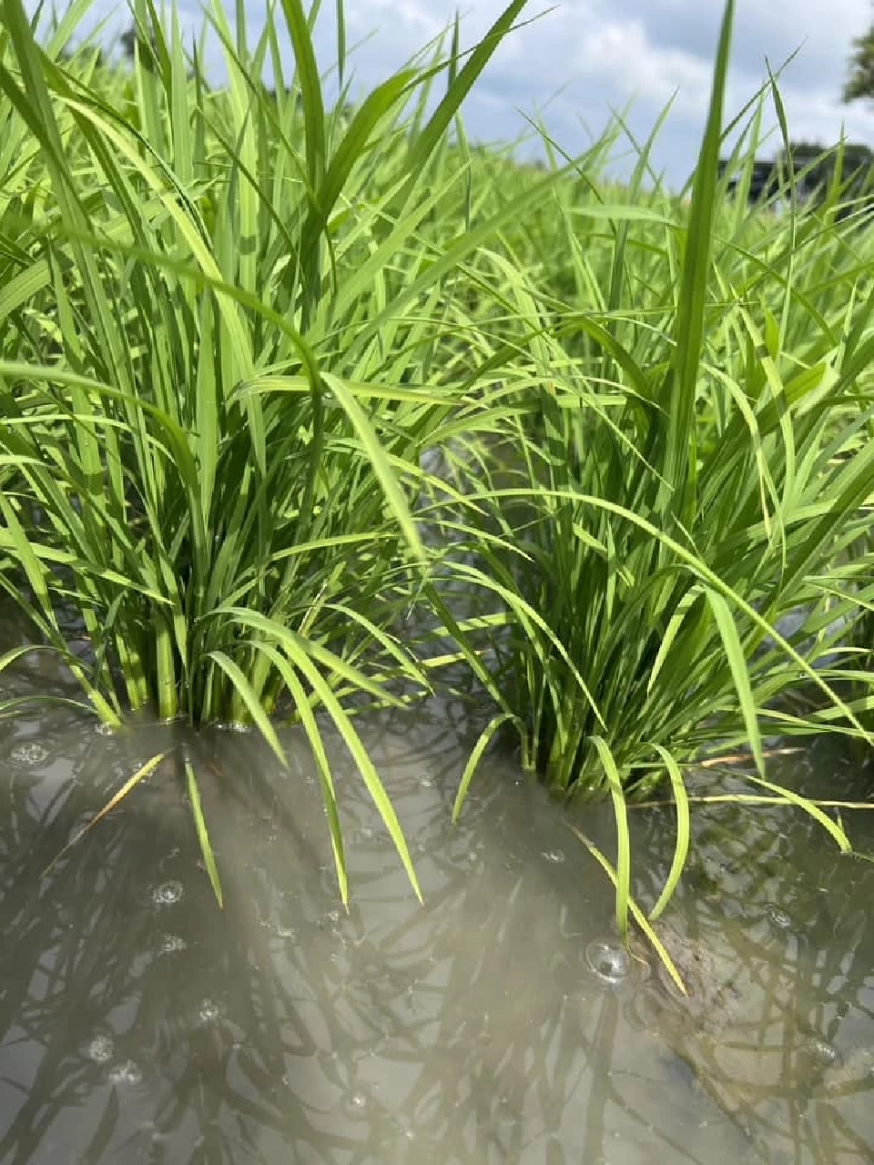 "ธรรมนัส" เตรียมบิ๊กเซอร์ไพรส์ ชงครม.เงินบำนาญชาวนาเดือนละ 3 พันหลังเกษียณ