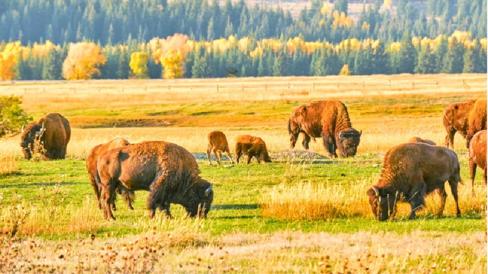 ควายไบซัน 170 ตัวสามารถกักเก็บคาร์บอนได้เทียบเท่ากับรถยนต์ 2 ล้านคัน