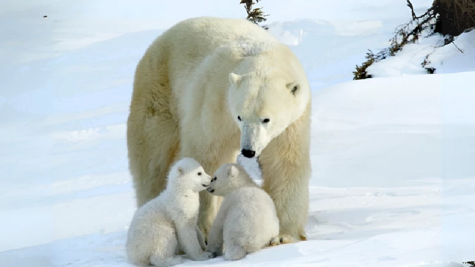 นักวิทย์เผยสาเหตุ "หมีขั้วโลก" หายไปจากอ่าวฮัดสันภายในอีกไม่กี่ปี