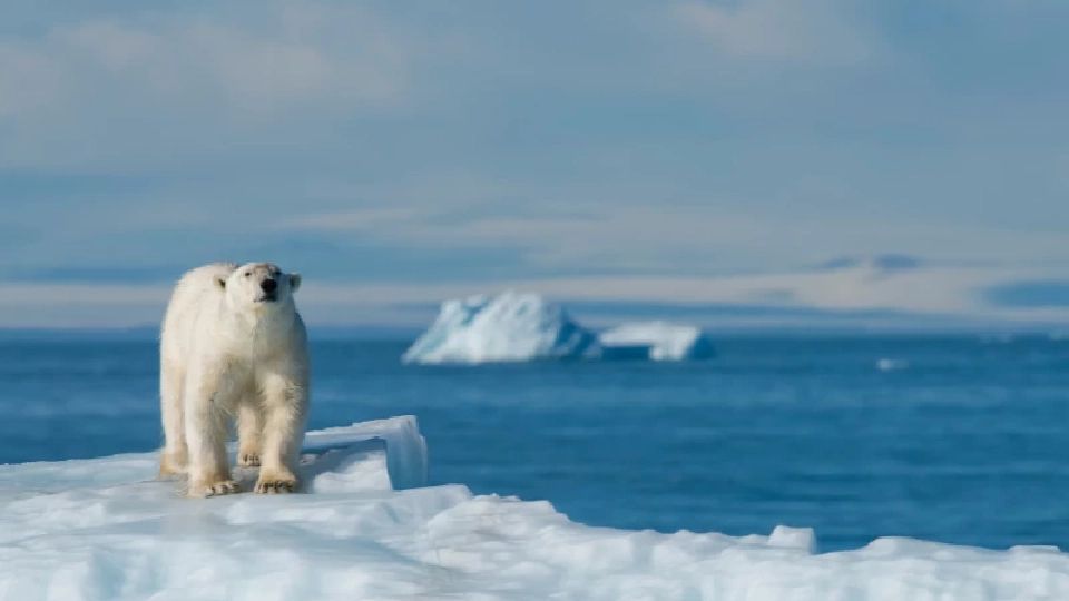 นักวิทย์เผยสาเหตุ "หมีขั้วโลก" หายไปจากอ่าวฮัดสันภายในอีกไม่กี่ปี