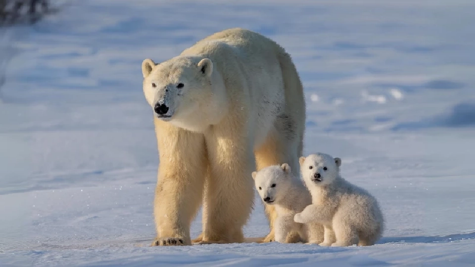 นักวิทย์เผยสาเหตุ "หมีขั้วโลก" หายไปจากอ่าวฮัดสันภายในอีกไม่กี่ปี