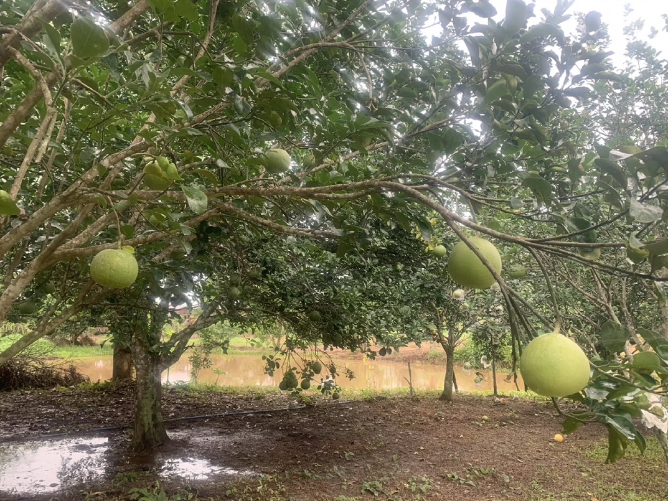 ศูนย์ถ่ายทอดเทคโนโลยีการพัฒนาที่ดิน แหล่งเรียนรู้เกษตรอินทรีย์