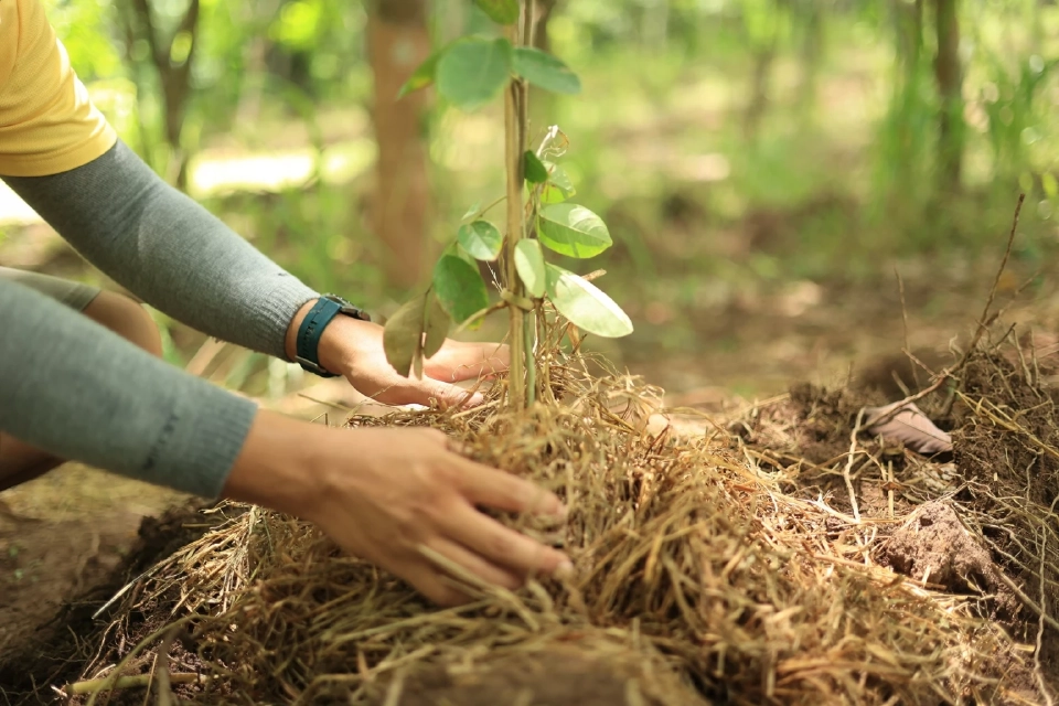 "เดอะ สตรีท รัชดา” ชู Grow Green รุก CSR ปลูกป่าเพิ่มพื้นที่สีเขียว