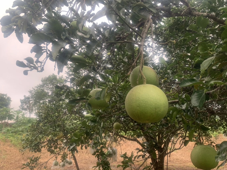 ศูนย์ถ่ายทอดเทคโนโลยีการพัฒนาที่ดิน แหล่งเรียนรู้เกษตรอินทรีย์