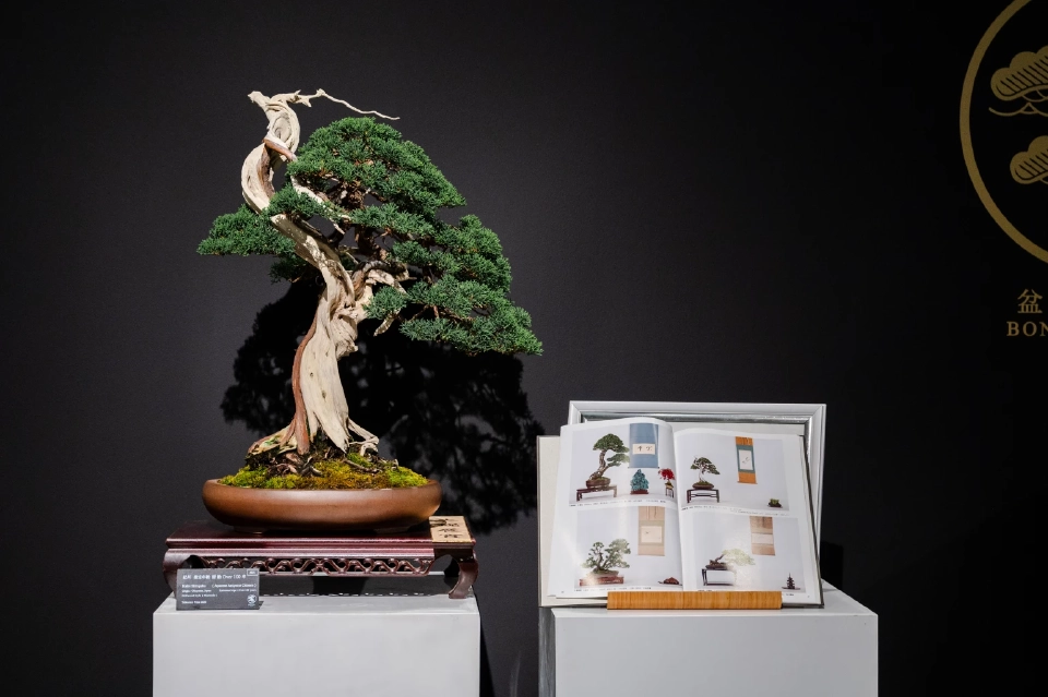 บอนไซสไตล์ Kishu Yamadori ที่คว้ารางวัล Taikanten Prized