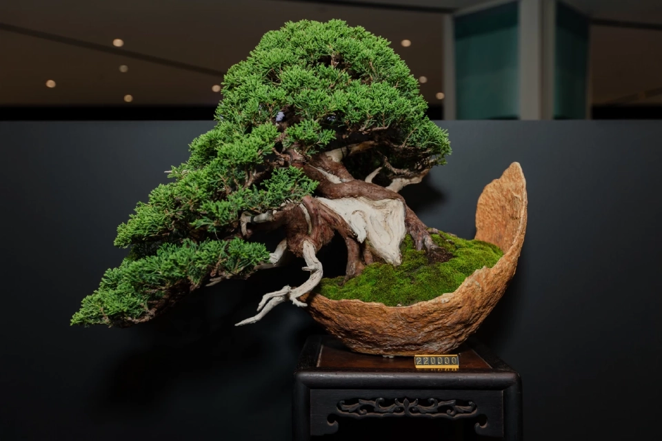 สายพันธุ์ Itoigawa Shimpaku ทรงกึ่งตกกระถาง