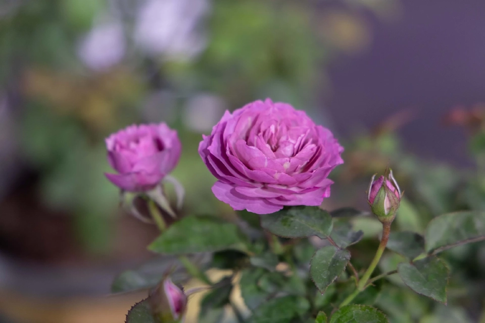 กุหลาบโทนสีม่วงสายพันธุ์พิเศษจาก ประเทศจีน