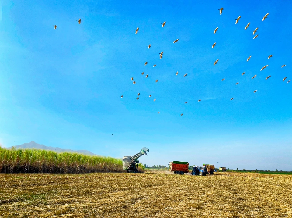 “มิตรผล” เพิ่มรายได้เกษตรกร ตัดใบอ้อยขายตันละ 900 ป้อนโรงไฟฟ้าชีวมวล