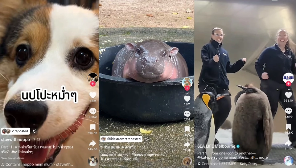 Year on TikTok 2567 ความคิดสร้างสรรค์เล็กๆ สร้างปรากฎการณ์ยิ่งใหญ่