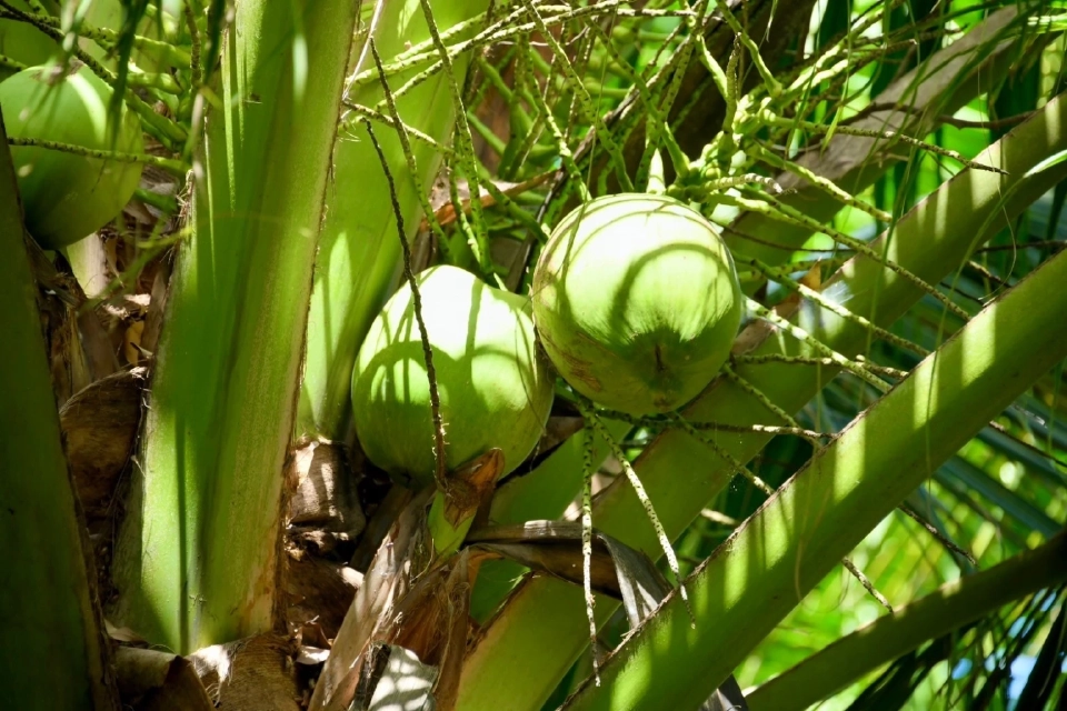รมว.เกษตรฯ ลงพื้นที่ตรวจแปลงใหญ่มะพร้าวน้ำหอม เร่งผลักดันพืชเศรษฐกิจ